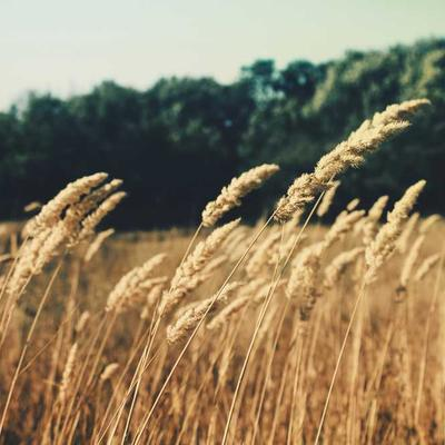 何秀娟